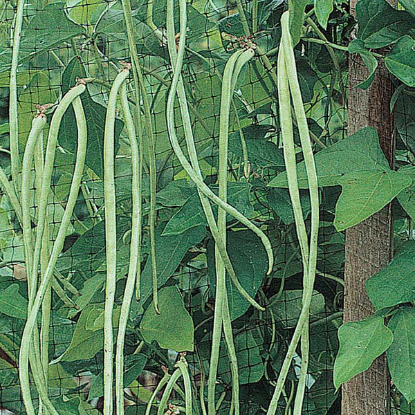 Green Asparagus Bean Vegetable Seeds for Planting – Heirloom & Non-GMO Garden Seeds