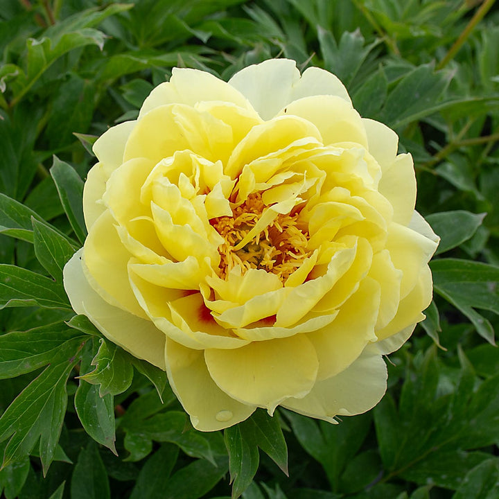 Yellow Peony Flower seeds for Planting - Bright Blooms, Heirloom & GMO Free Seeds for Home Garden | Non-GMO High Germination Organic Garden Seeds