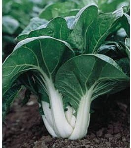 Vegetable Seeds,Garden seeds, Seeds For Planting,Plant Seeds