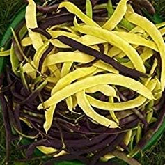 Vegetable Seeds,Garden seeds, Seeds For Planting,Plant Seeds