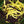Vegetable Seeds,Garden seeds, Seeds For Planting,Plant Seeds