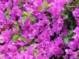 Flower Seeds, Seeds,Seeds For Planting,Plant Seeds