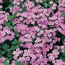 Flower Seeds, Seeds,Seeds For Planting,Plant Seeds