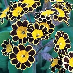 Flower Seeds, Seeds,Seeds For Planting,Plant Seeds