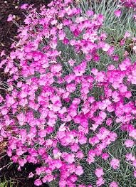 Flower Seeds, Seeds,Seeds For Planting,Plant Seeds