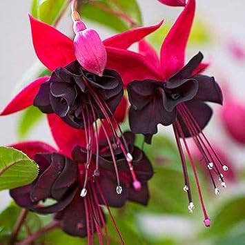 Flower Seeds, Seeds,Seeds For Planting,Plant Seeds