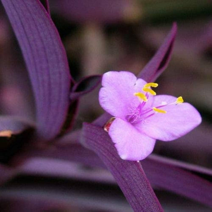 Tradescantia Pallida Flower Seeds for Planting – Heirloom Non-GMO, High Germination Organic Garden Seeds
