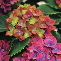 Yellow Red Hydrangea Flower Seeds for Planting – Heirloom, Non-GMO, High Germination Organic Garden Seeds