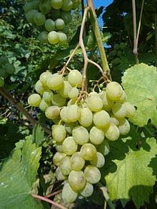 Fruit Seeds,Garden seeds, Seeds For Planting,Plant Seeds
