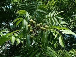 Fruit Seeds,Garden seeds, Seeds For Planting,Plant Seeds