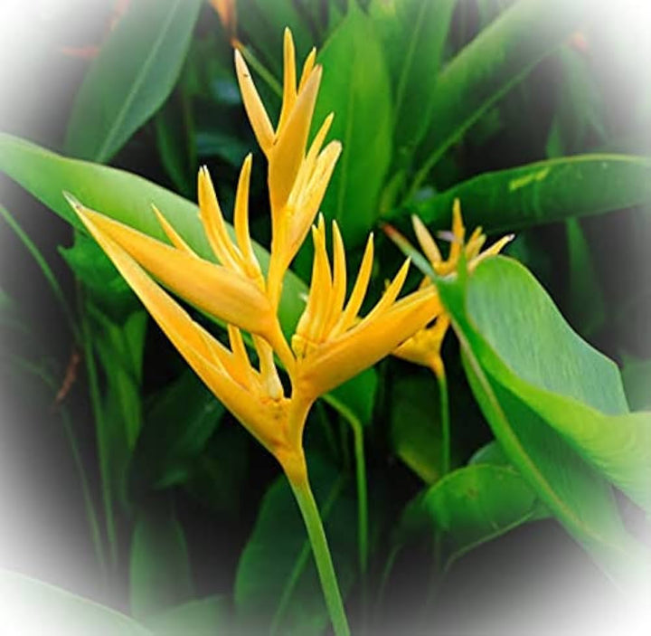 Yellow Strelitzia Reginae Flower Seeds for Planting – Premium Heirloom, Non-GMO Seeds for Home Garden