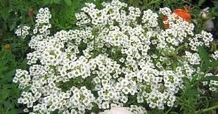 Flower Seeds, Seeds,Seeds For Planting,Plant Seeds