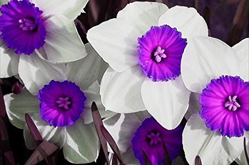 White Purple Daffodil Flower Seeds for Planting – Heirloom Non-GMO High Germination Organic Garden Seeds