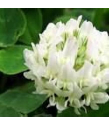 Dutch Clover Flower Seeds for Planting – Heirloom, Non-GMO, High Germination Organic Garden Seeds
