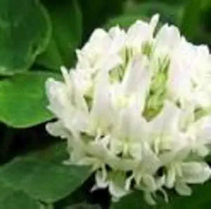 Dutch Clover Flower Seeds for Planting – Heirloom, Non-GMO, High Germination Organic Garden Seeds