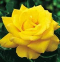 Thick Yellow Rose Flower Seeds for Planting – Heirloom, Non-GMO, High Germination, Organic Garden Seeds