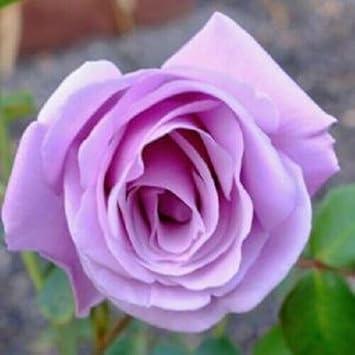 Flower Seeds, Seeds,Seeds For Planting,Plant Seeds