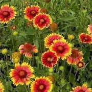 Flower Seeds, Seeds,Seeds For Planting,Plant Seeds