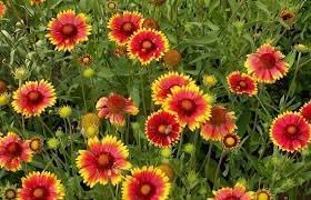 Flower Seeds, Seeds,Seeds For Planting,Plant Seeds