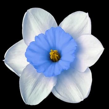 Flower Seeds, Seeds,Seeds For Planting,Plant Seeds