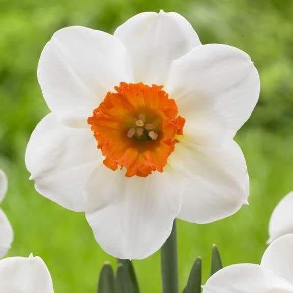 Burgundy White Daffodil Flower Seeds for Planting – Heirloom, Non-GMO, High Germination Organic Garden Seeds