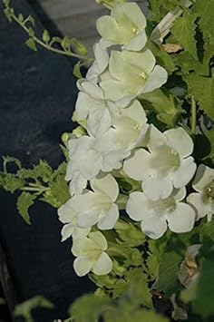 Flower Seeds, Seeds,Seeds For Planting,Plant Seeds