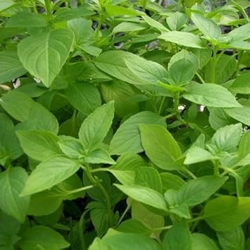 Herb Seeds,Garden seeds, Seeds For Planting,Plant Seeds