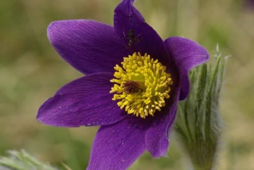Purple Pasque Flower Seeds for Planting – Heirloom, Non-GMO, High Germination Organic Garden Seeds