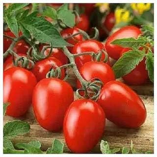 Vegetable Seeds,Garden seeds, Seeds For Planting,Plant Seeds