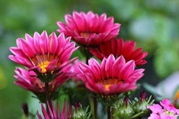 Flower Seeds, Seeds,Seeds For Planting,Plant Seeds