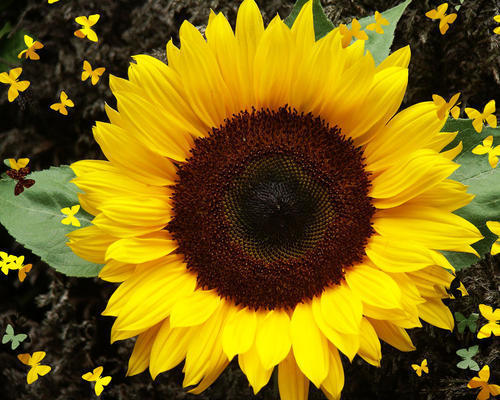 Dwarf Sunspot Sunflower Seeds - Compact, Fast-Growing, Non-GMO Garden Sunflower for Pots & Beds