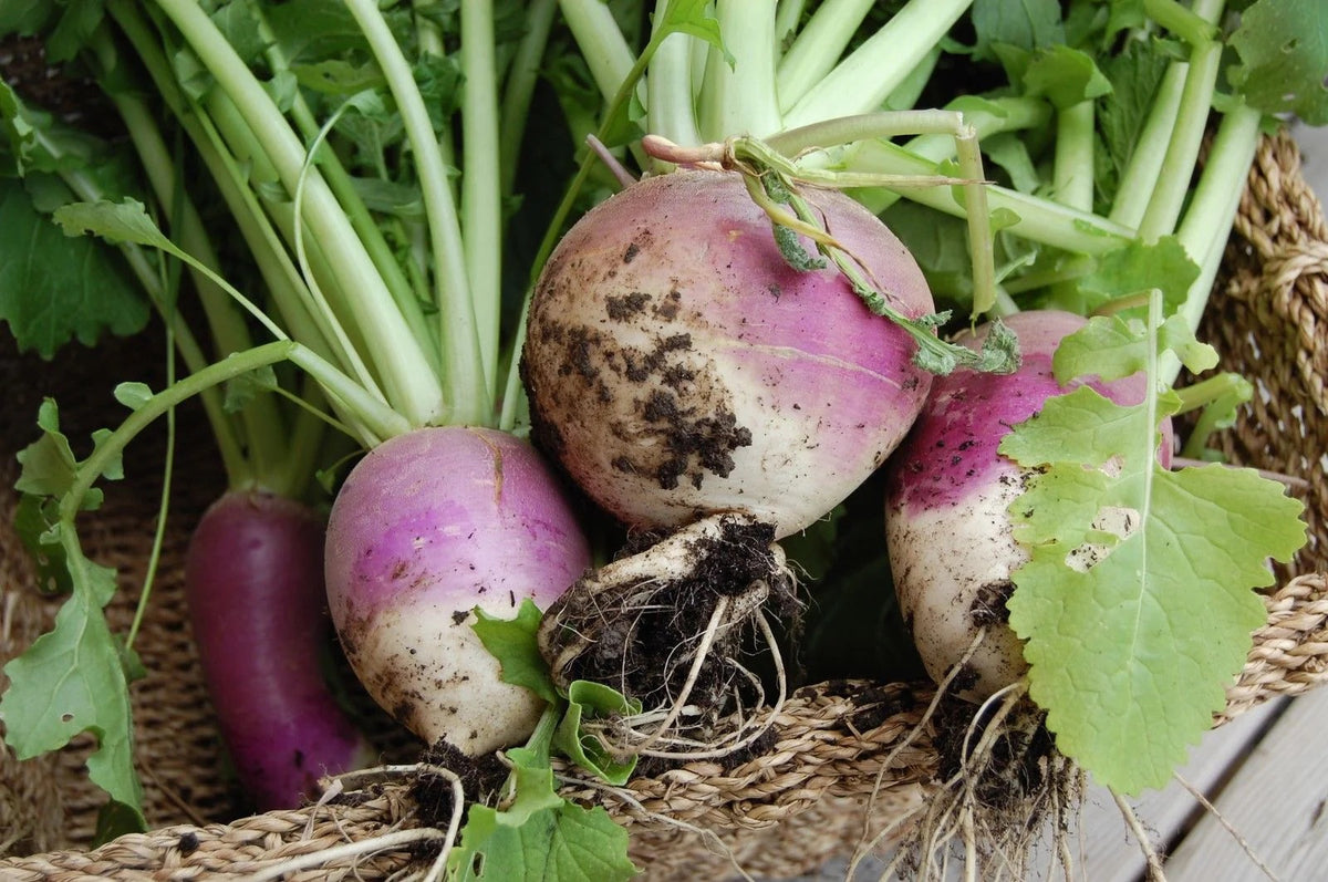 Purple White Rutabaga flower seeds for planting - Heirloom & Non-GMO Garden Seeds
