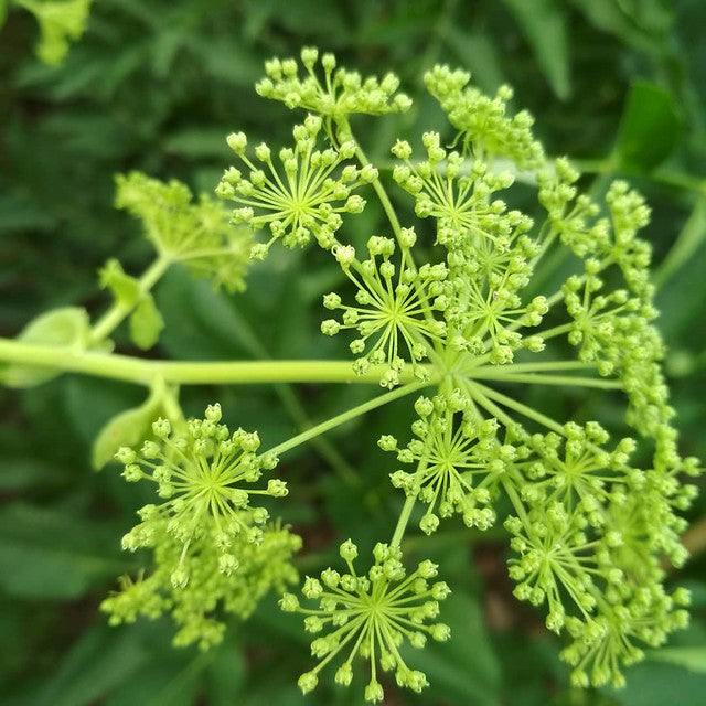 ashitaba plant seeds Ashitaba (Angelica Keiskei) Organic Seeds for Planting – Heirloom Non- – Earthechoseeds