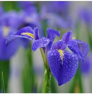 Flower Seeds, Seeds,Seeds For Planting,Plant Seeds