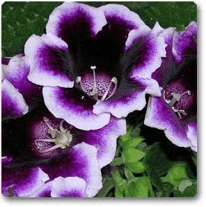 Flower Seeds, Seeds,Seeds For Planting,Plant Seeds