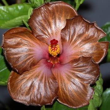 Flower Seeds, Seeds,Seeds For Planting,Plant Seeds