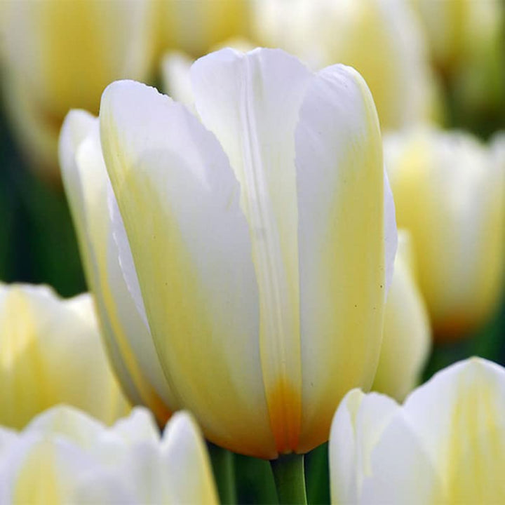 Light Yellow Tulip Flower Seeds for Planting – Heirloom Non-GMO, High Germination Organic Garden Seeds
