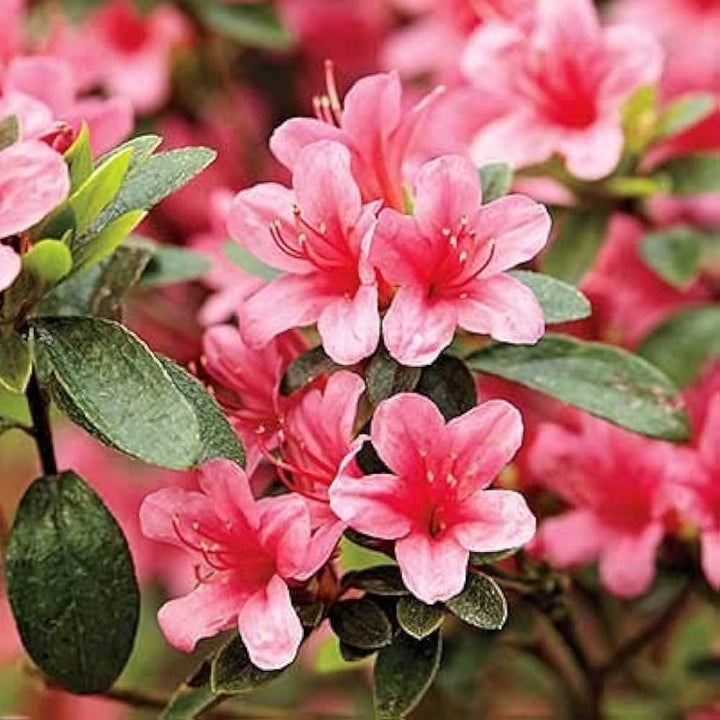 Flower Seeds, Seeds,Seeds For Planting,Plant Seeds