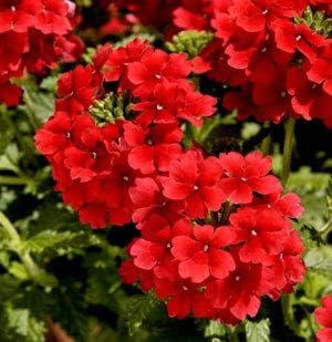 Flower Seeds, Seeds,Seeds For Planting,Plant Seeds