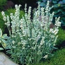 Herb Seeds,Garden seeds, Seeds For Planting,Plant Seeds