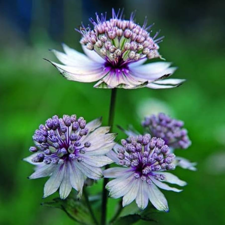 Blue Masterwort Flower Seeds for Planting – Wildflower Mix, Heirloom Non-GMO, High Germination Organic Garden Seeds