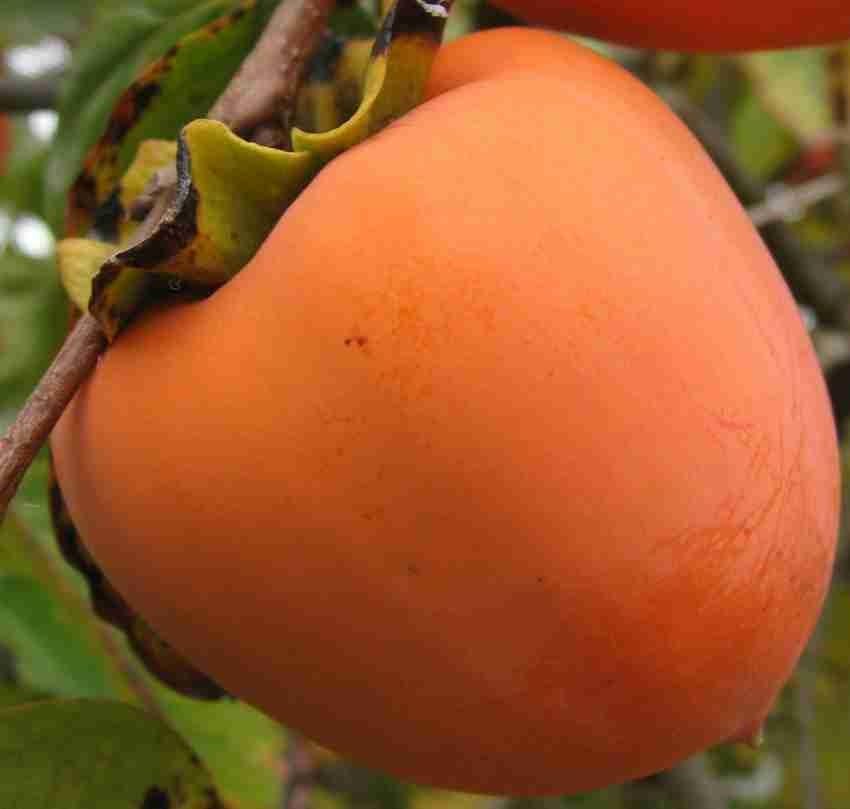 Fruit Seeds,Garden seeds, Seeds For Planting,Plant Seeds
