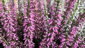 Flower Seeds, Seeds,Seeds For Planting,Plant Seeds