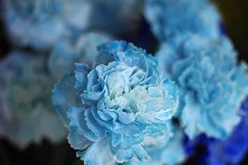 Flower Seeds, Seeds,Seeds For Planting,Plant Seeds