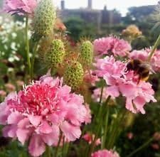 Pink Scabiosa Salmon Flower Seeds for Planting – Heirloom, Non-GMO, High Germination Organic Garden Seeds