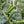 Vegetable Seeds,Garden seeds, Seeds For Planting,Plant Seeds