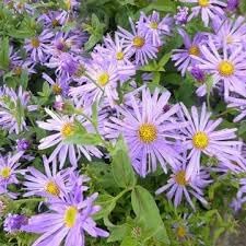 Flower Seeds, Seeds,Seeds For Planting,Plant Seeds
