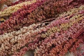 Flower Seeds, Seeds,Seeds For Planting,Plant Seeds