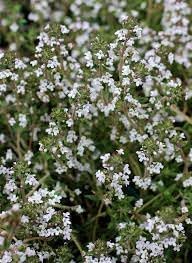 Flower Seeds, Seeds,Seeds For Planting,Plant Seeds