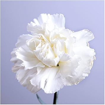 Flower Seeds, Seeds,Seeds For Planting,Plant Seeds